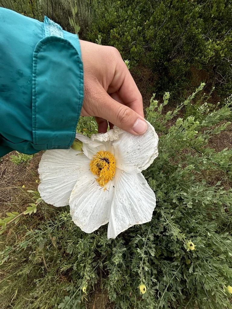 Romneya Coulteri