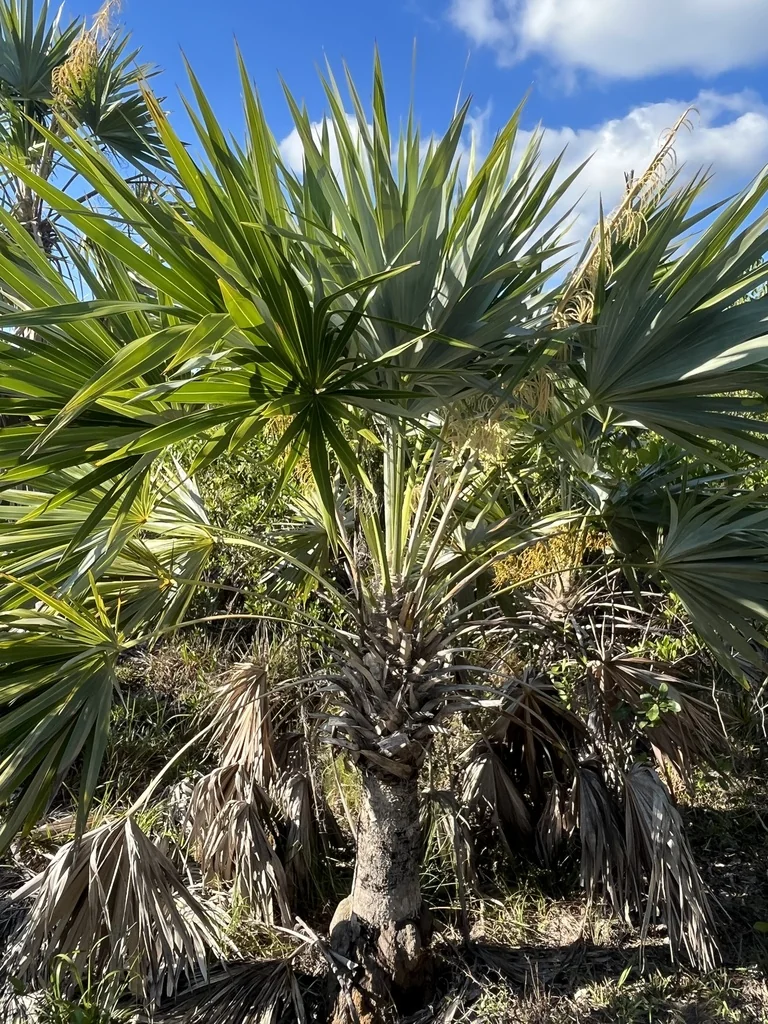 Leucothrinax Morrisii