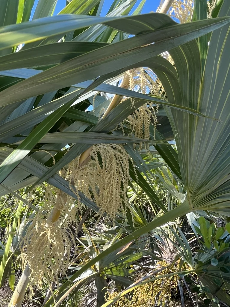 Leucothrinax Morrisii