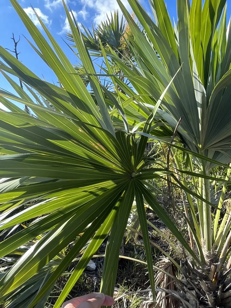 Leucothrinax Morrisii