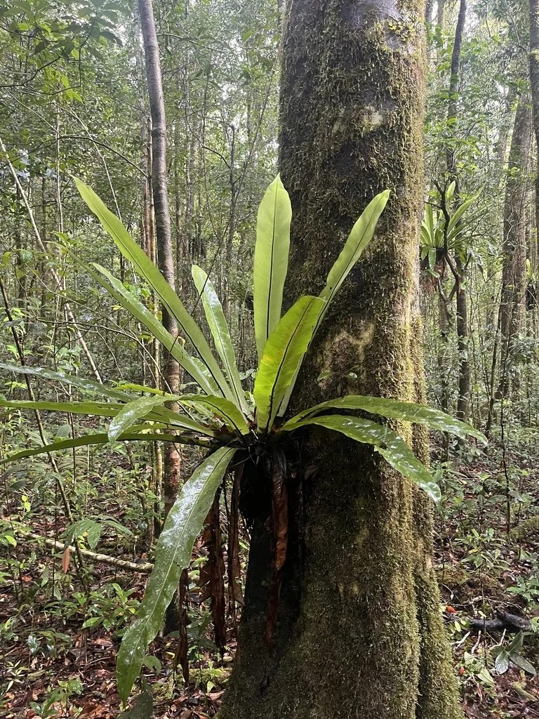 Asplenium Nidus