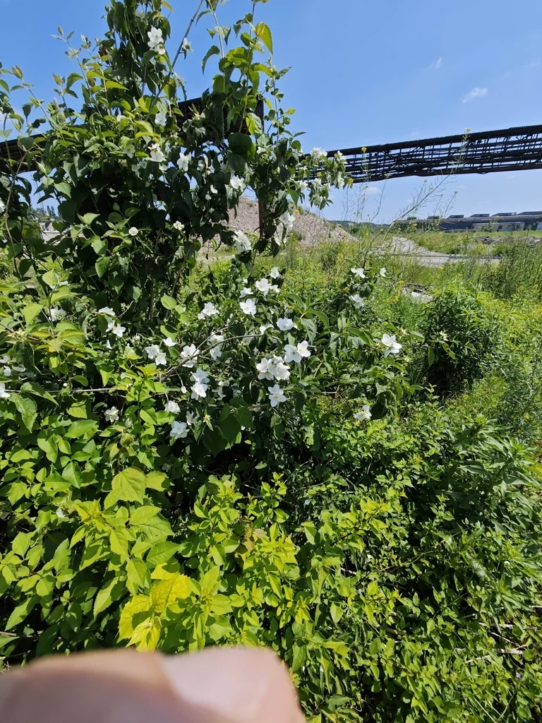 Philadelphus Coronarius