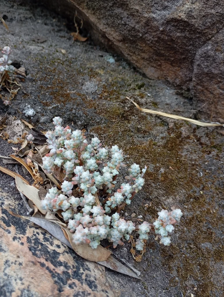 Sedum Brevifolium