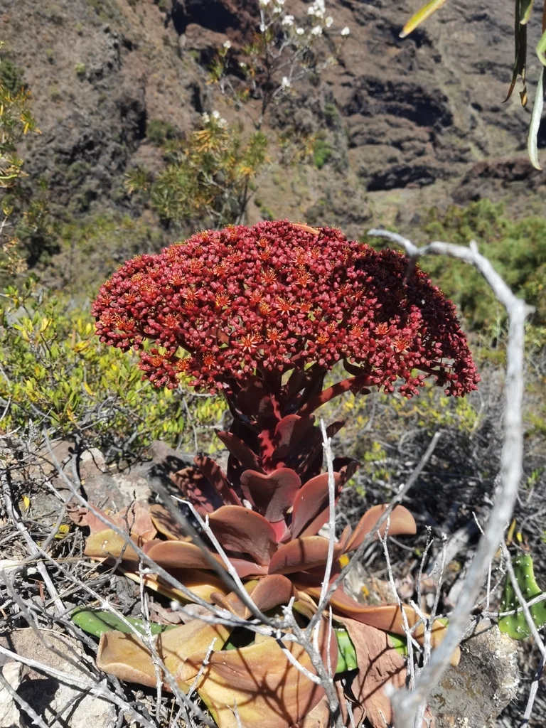 Aeonium Nobile
