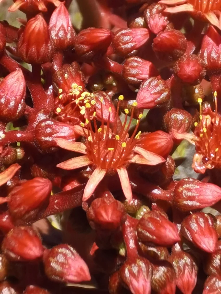 Aeonium Nobile