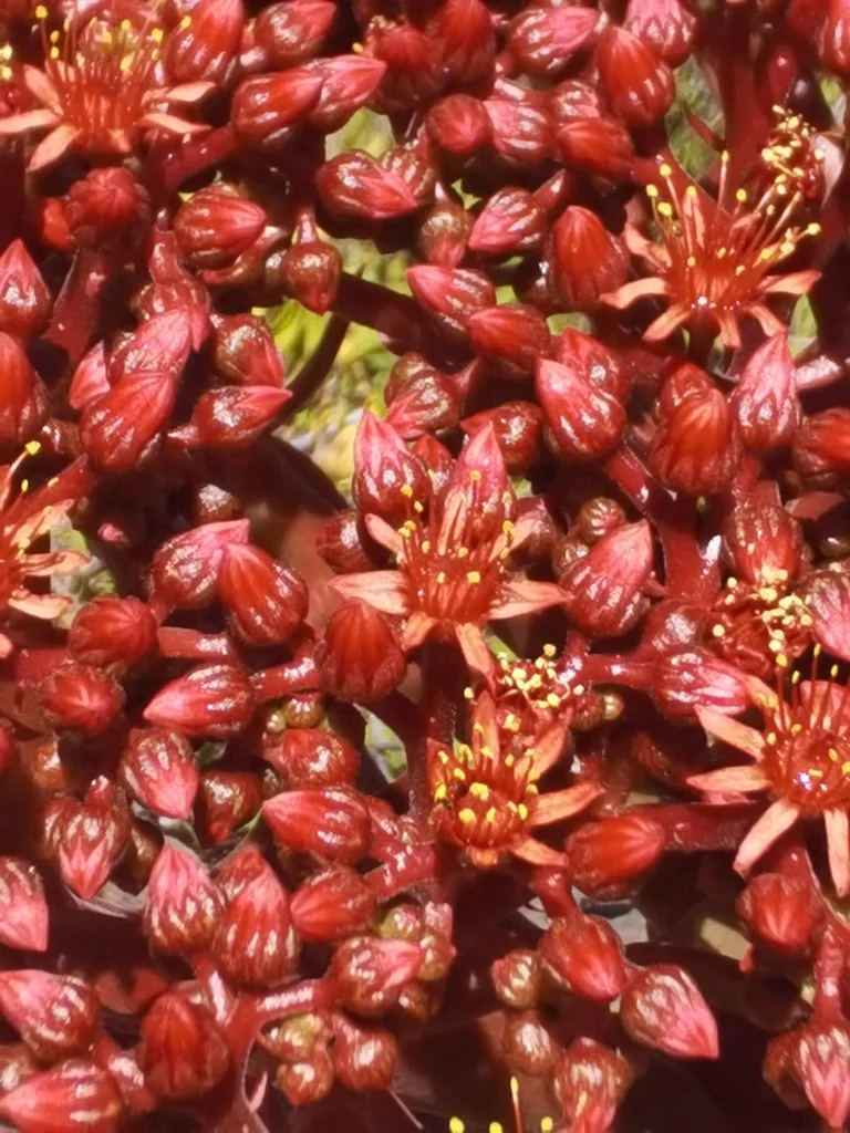 Aeonium Nobile
