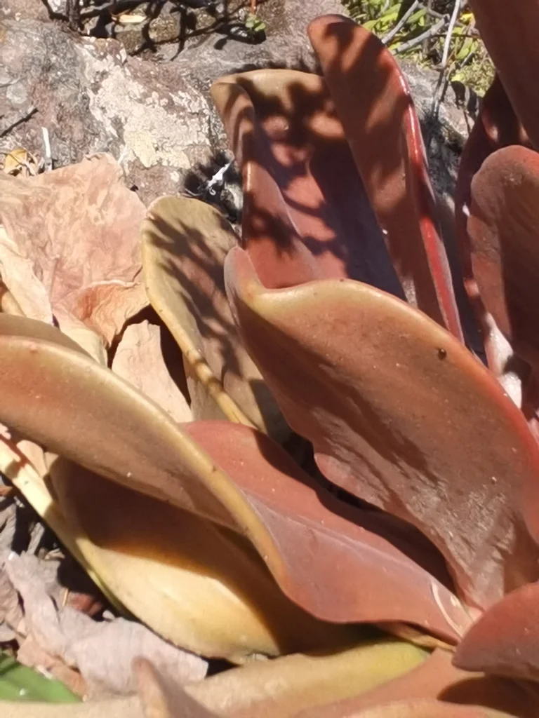 Aeonium Nobile