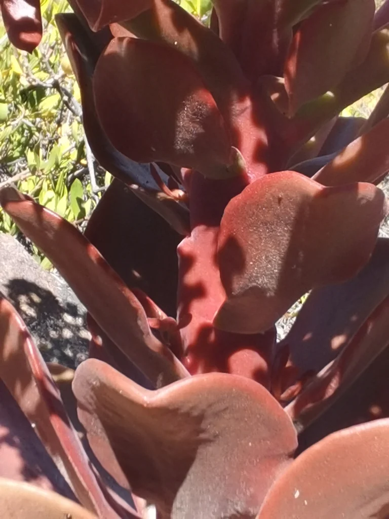 Aeonium Nobile