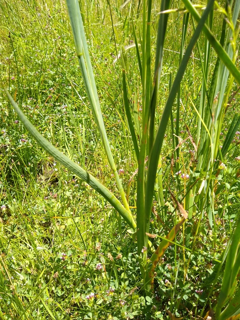 Juncus Xiphioides
