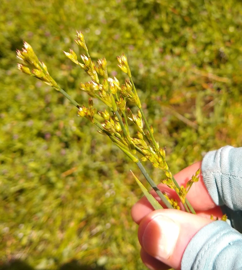 Juncus Xiphioides
