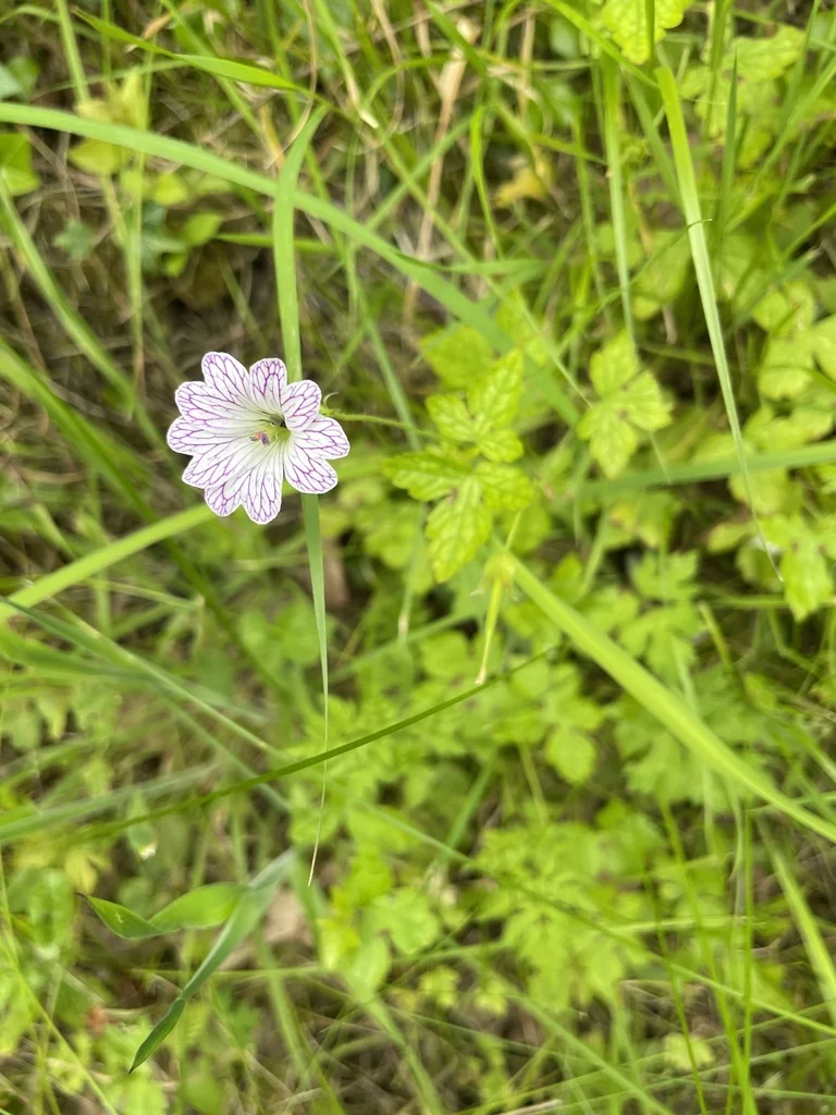 Geranium Versicolor