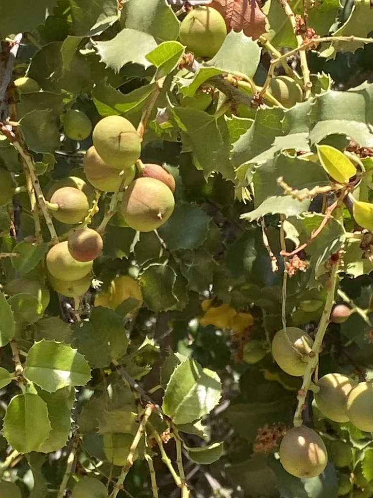 Prunus Ilicifolia Ssp. Ilicifolia