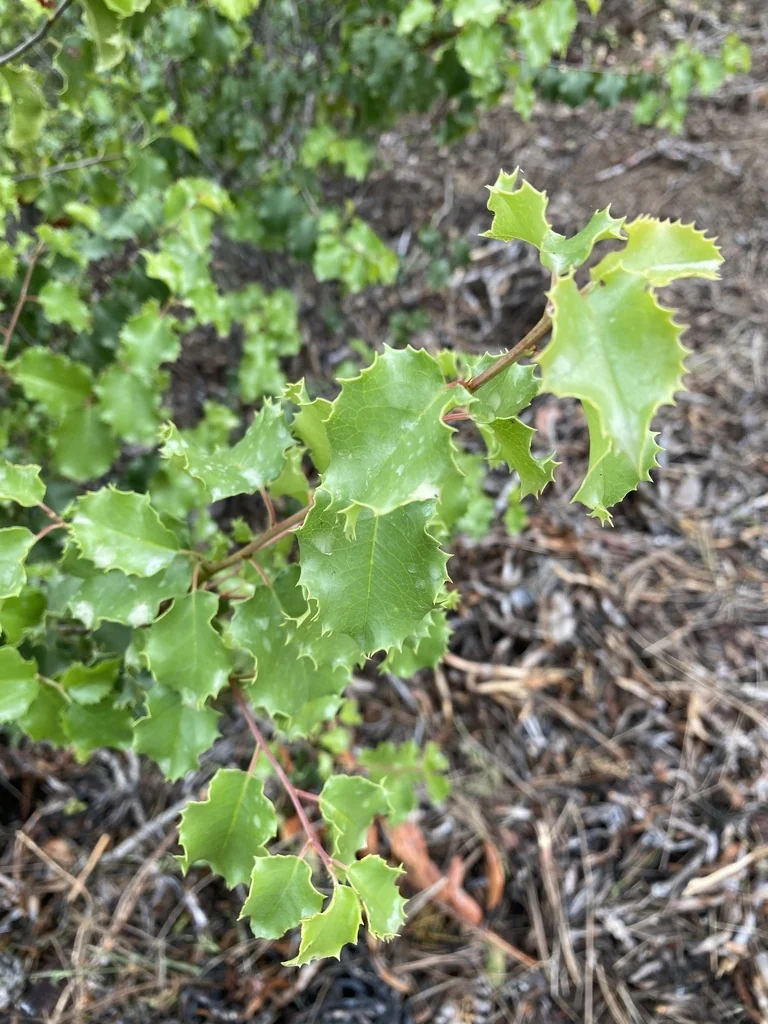 Prunus Ilicifolia Ssp. Ilicifolia