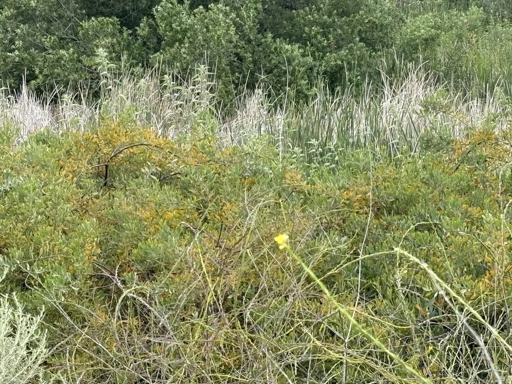 Acacia Redolens
