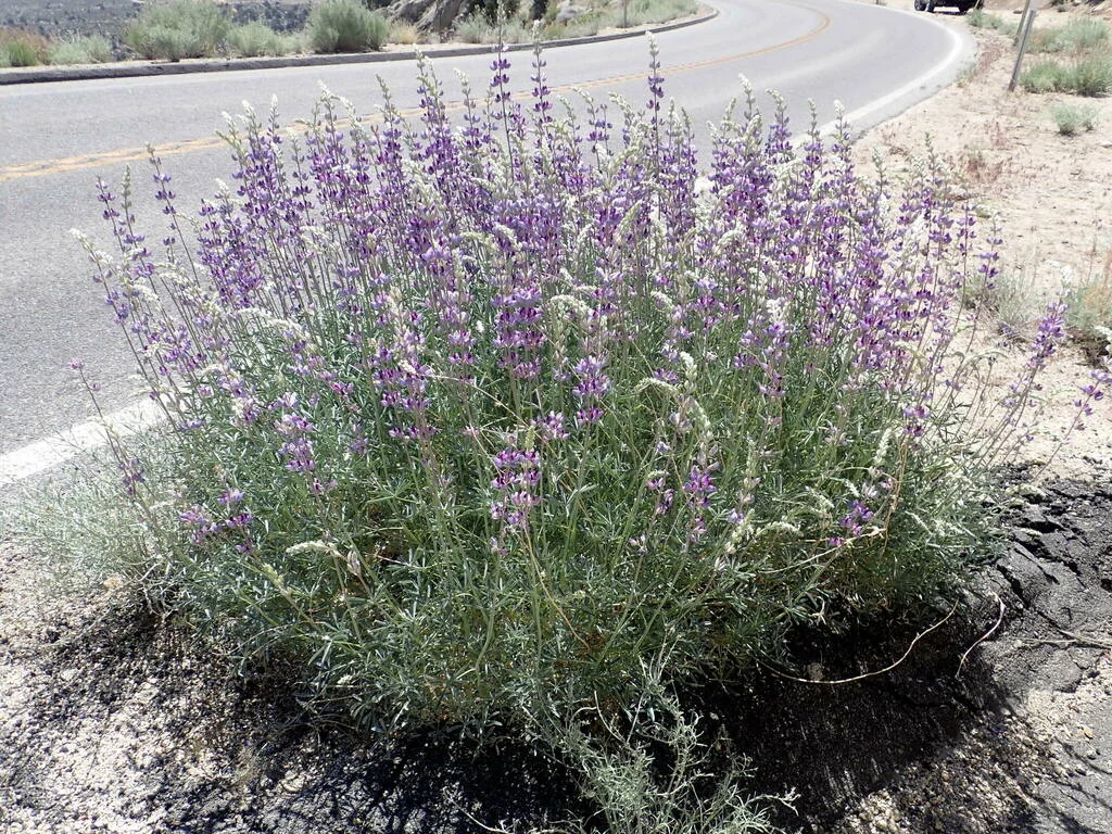 Lupinus Excubitus