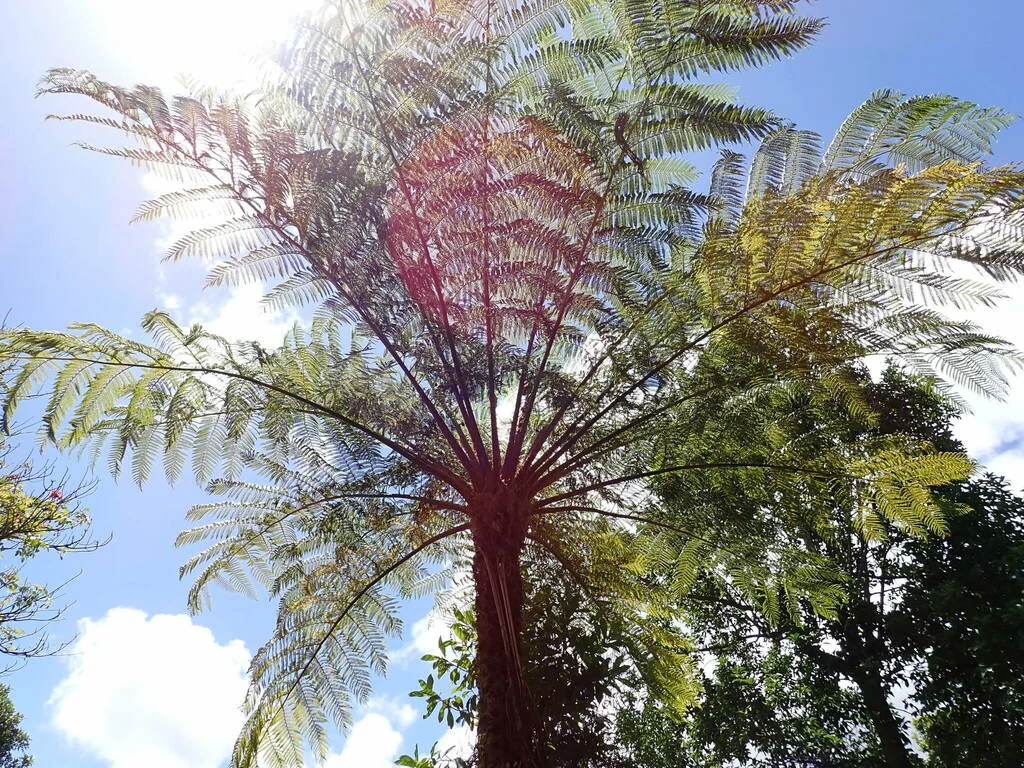 Cyathea cooperi