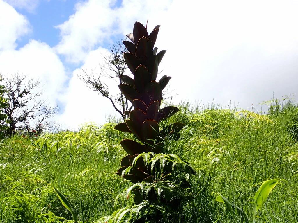 Ficus elastica