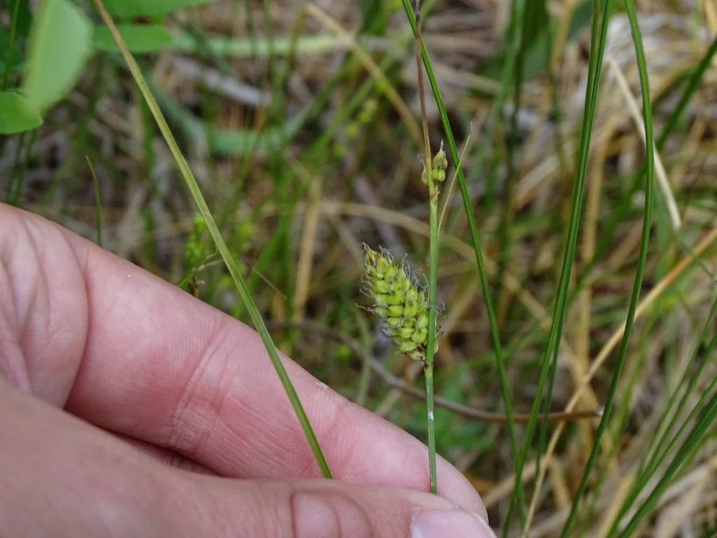 Carex Lasiocarpa