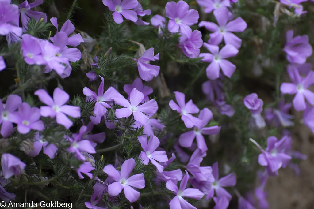 Linanthus Californicus