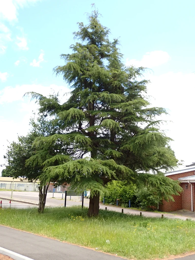 Cedrus Deodara