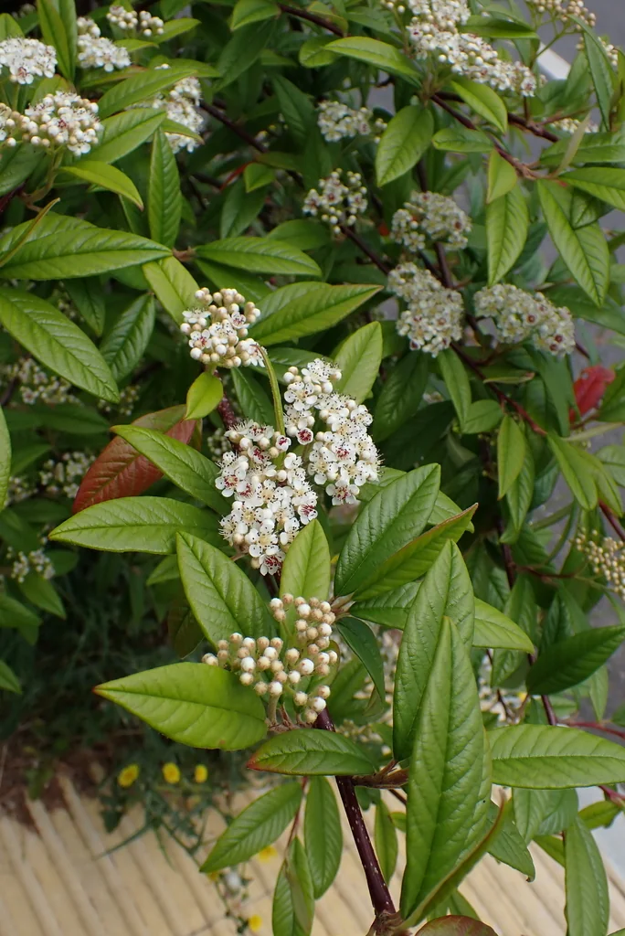 Cotoneaster Salicifolius