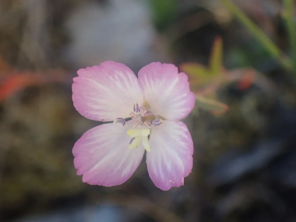 Clarkia Amoena