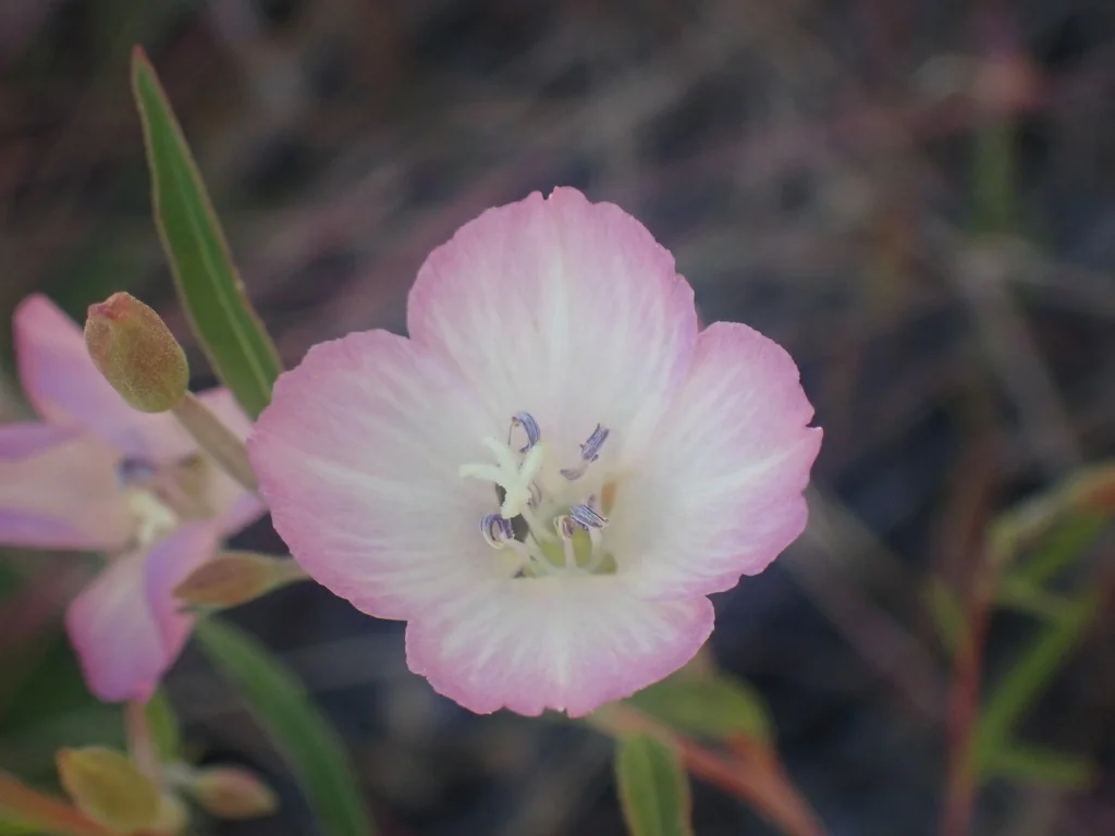 Clarkia Amoena