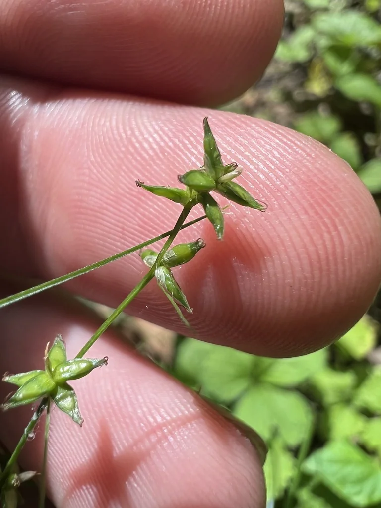 Carex Radiata