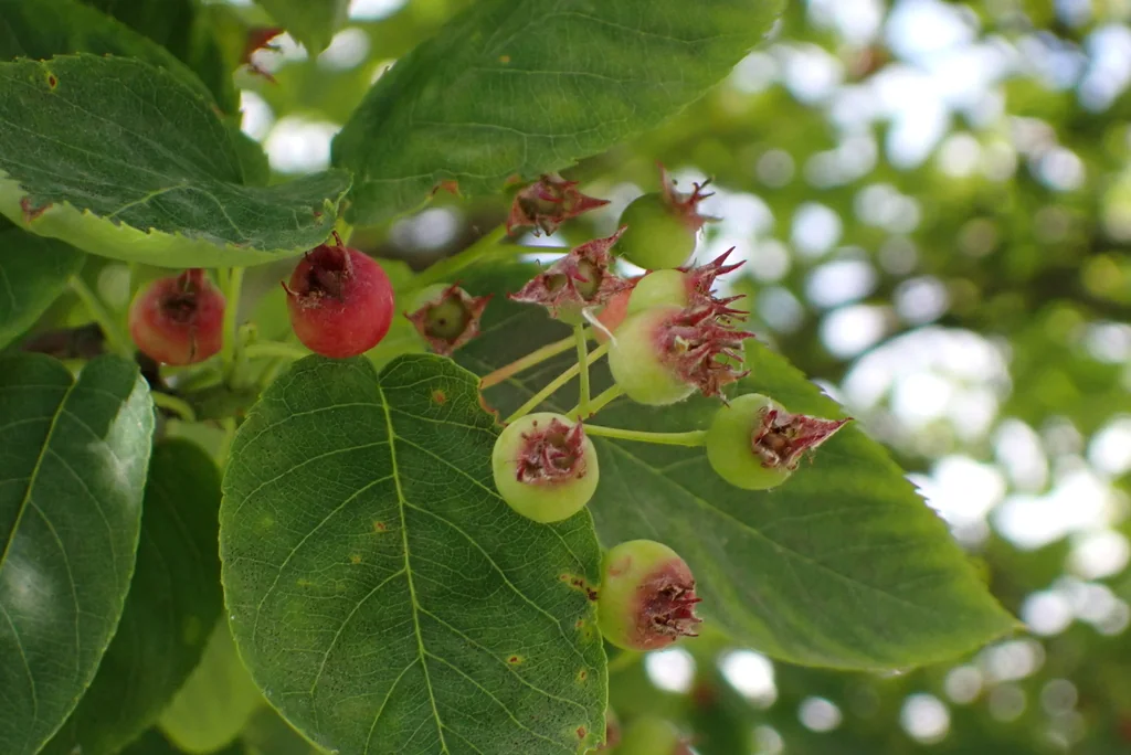 Amelanchier Lamarckii