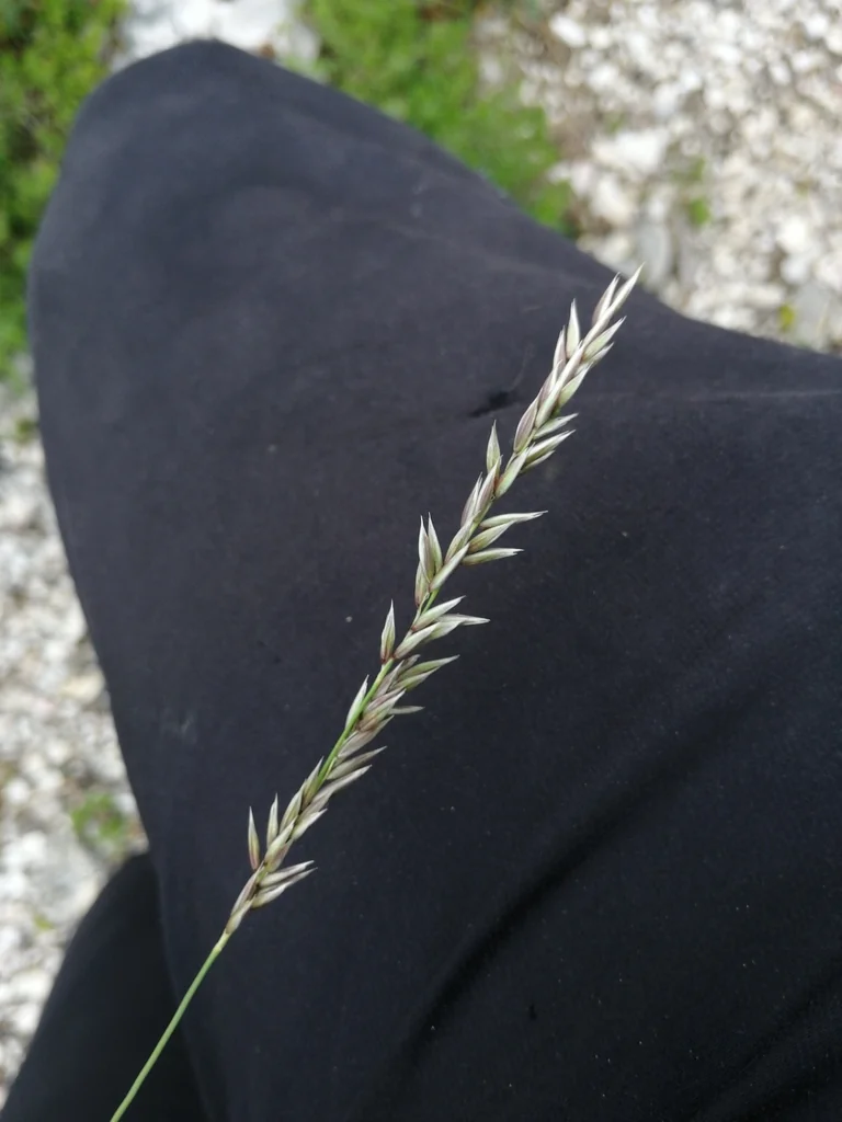 Melica Ciliata