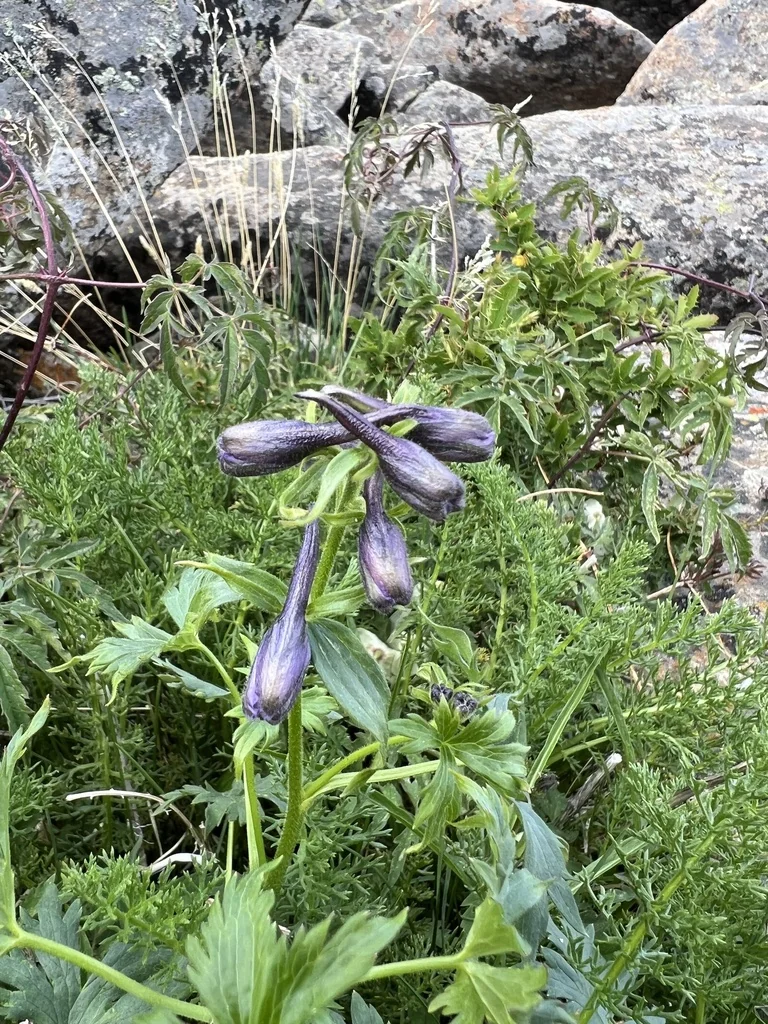 Delphinium Elatum