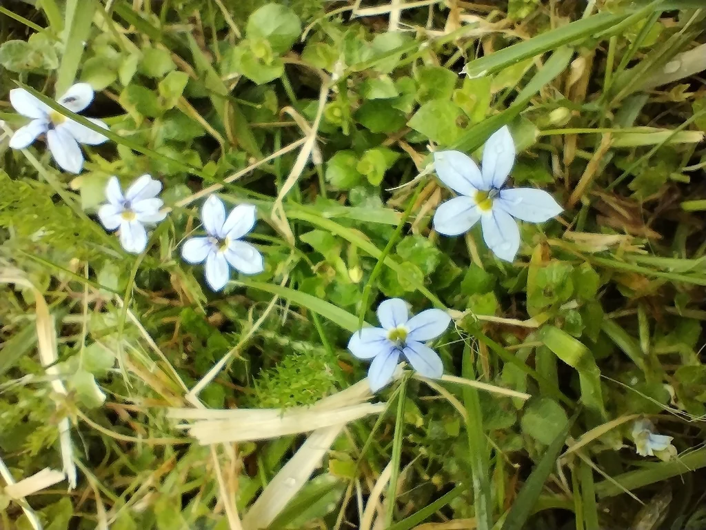 Pratia Pedunculata