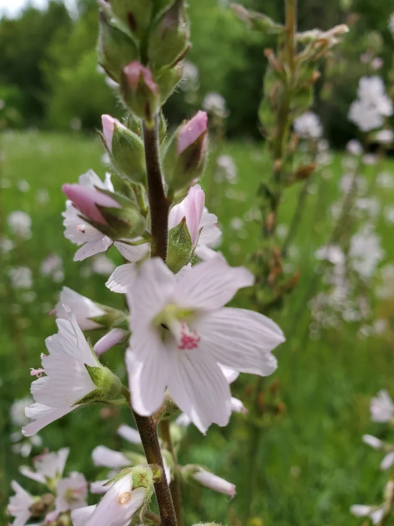 Sidalcea Campestris