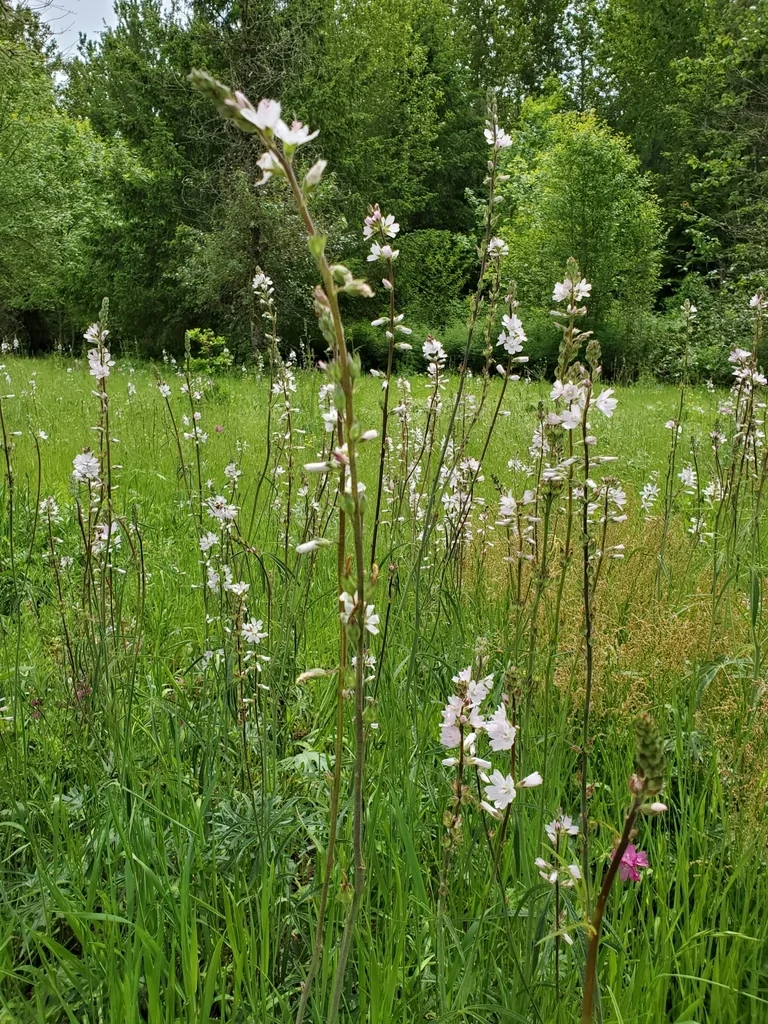 Sidalcea Campestris