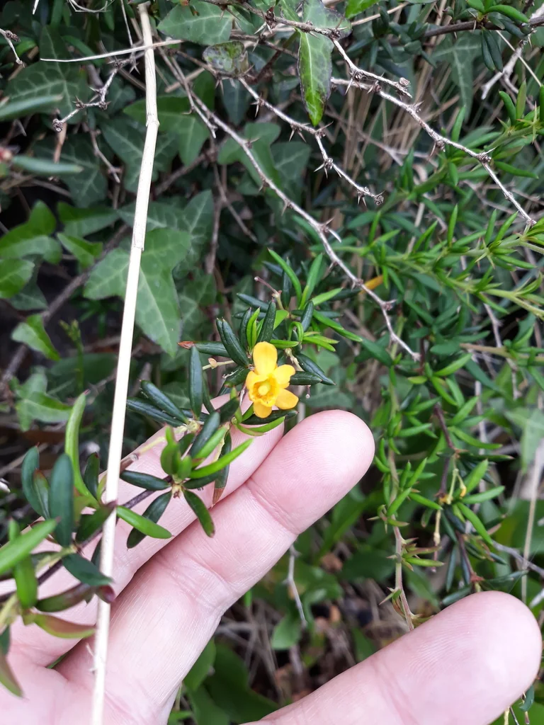 Berberis X Stenophylla