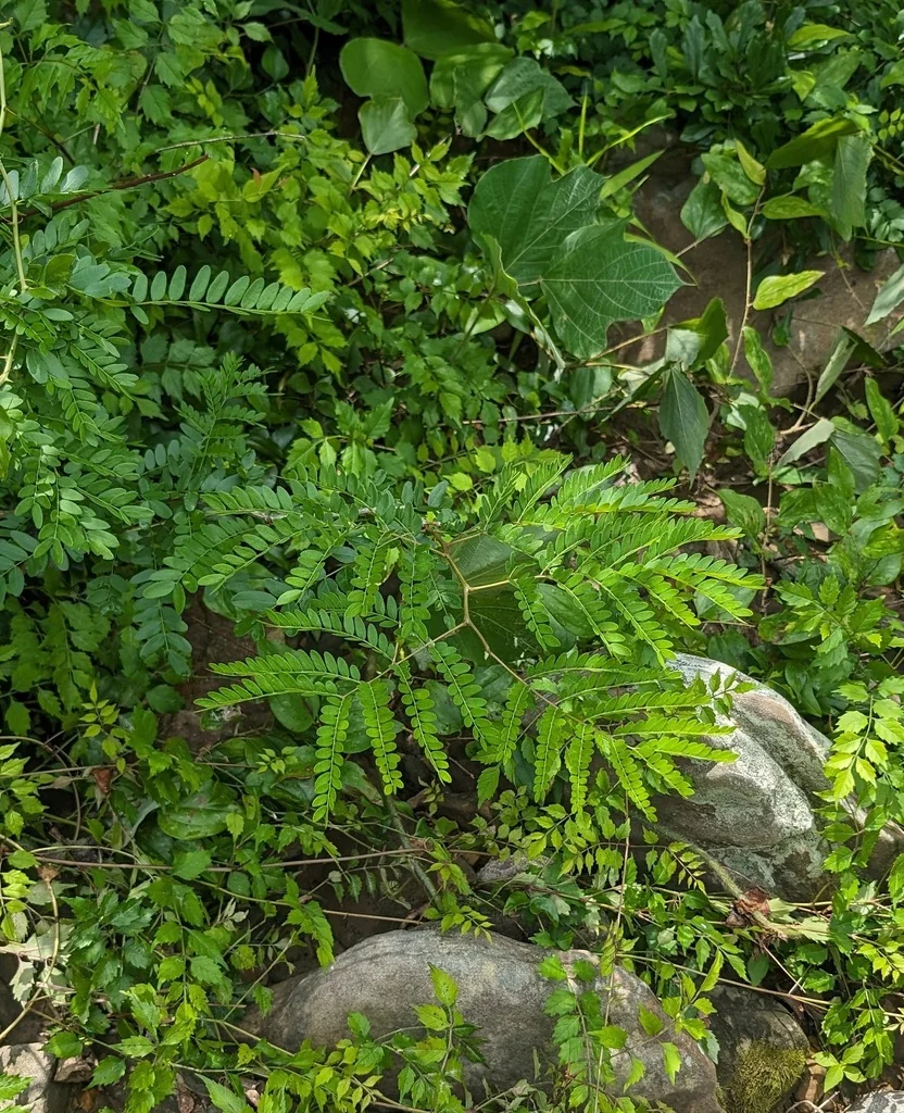 Gleditsia Triacanthos Inermis