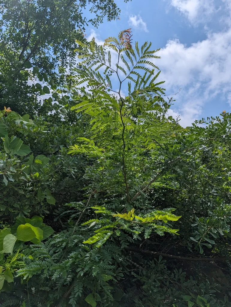 Gleditsia Triacanthos Inermis