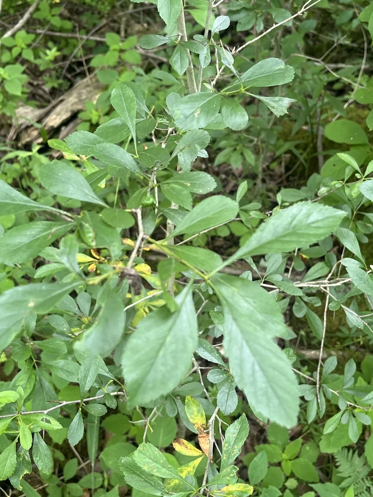 Crataegus Crus-Galli