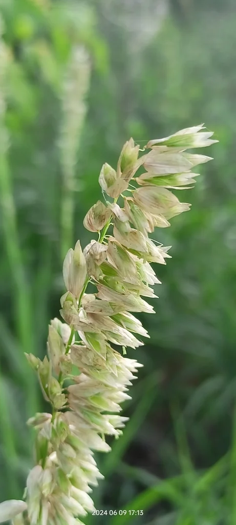 Melica Altissima