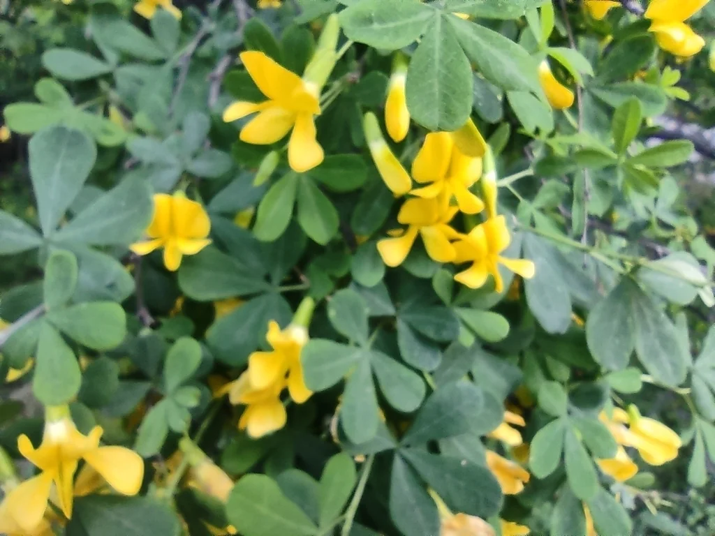 Caragana frutex