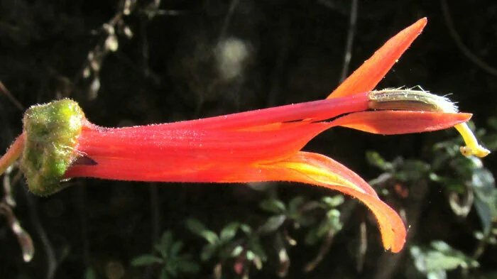 Lobelia Laxiflora