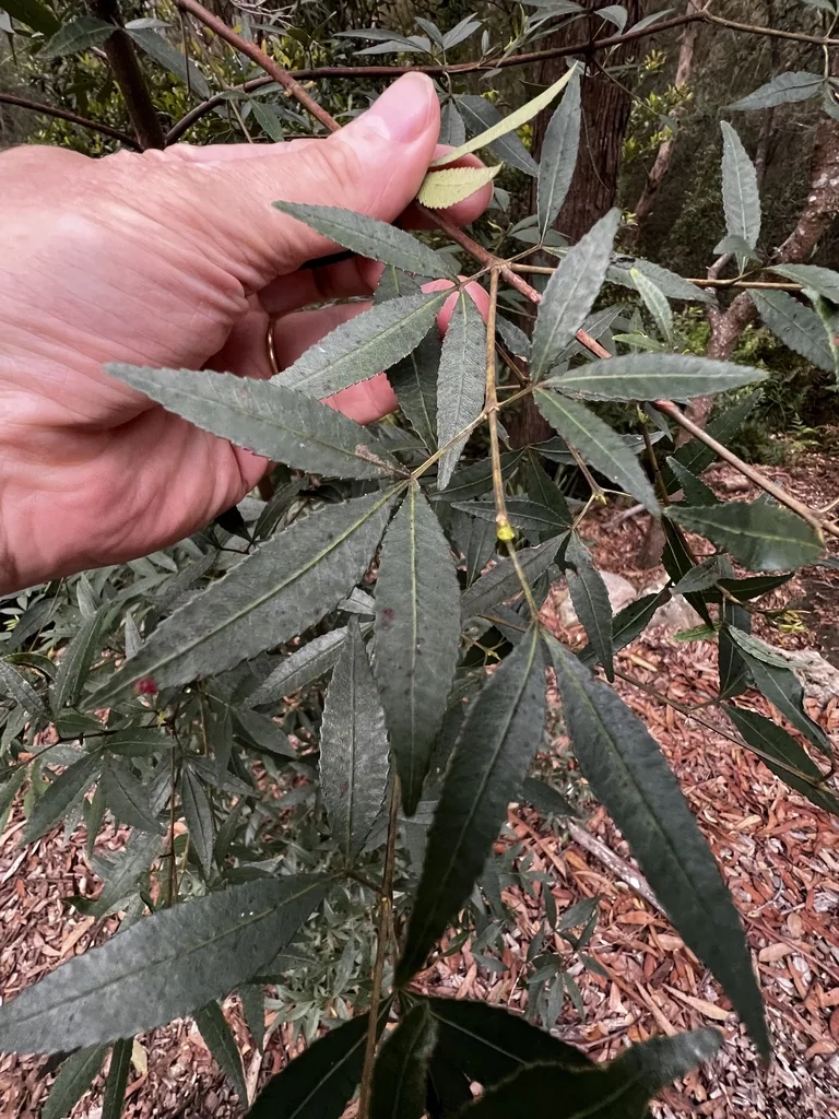 Ceratopetalum Gummiferum