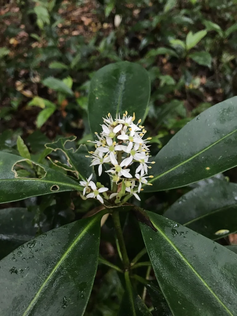 Skimmia Japonica