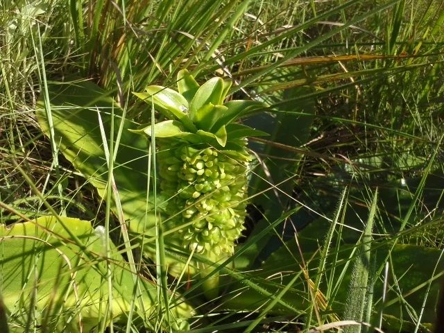 Eucomis Autumnalis