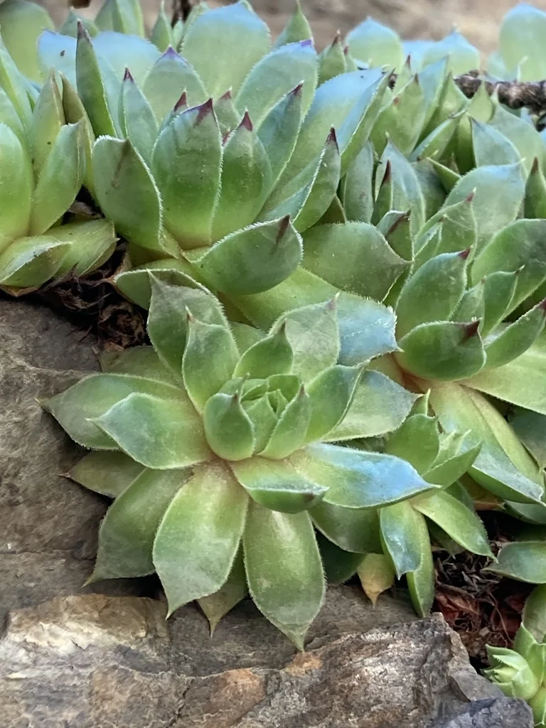 Sempervivum Tectorum
