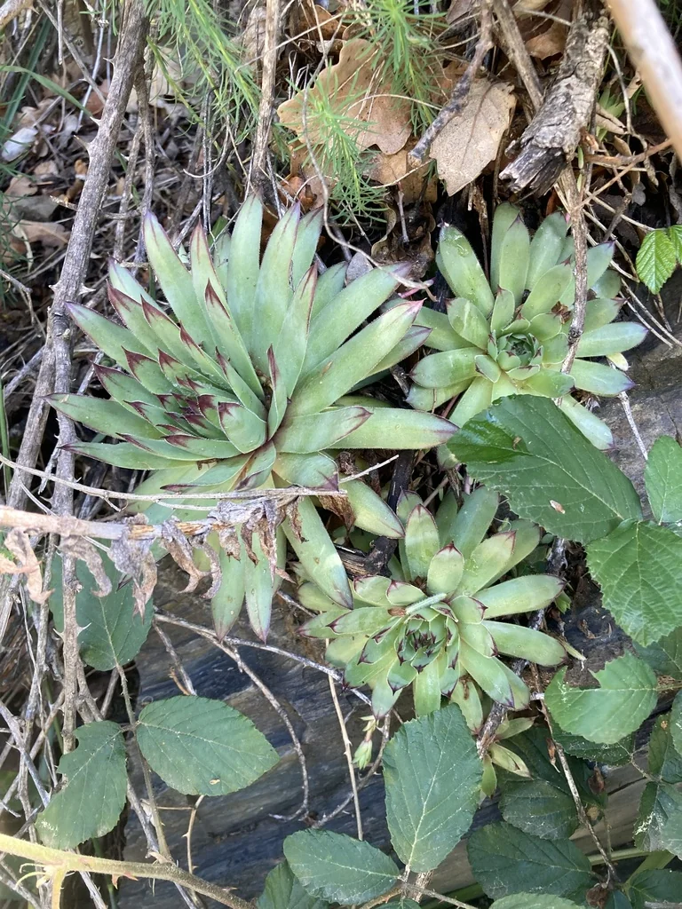 Sempervivum Tectorum