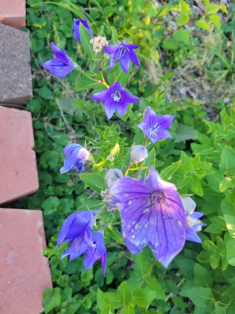 Platycodon Grandiflorus