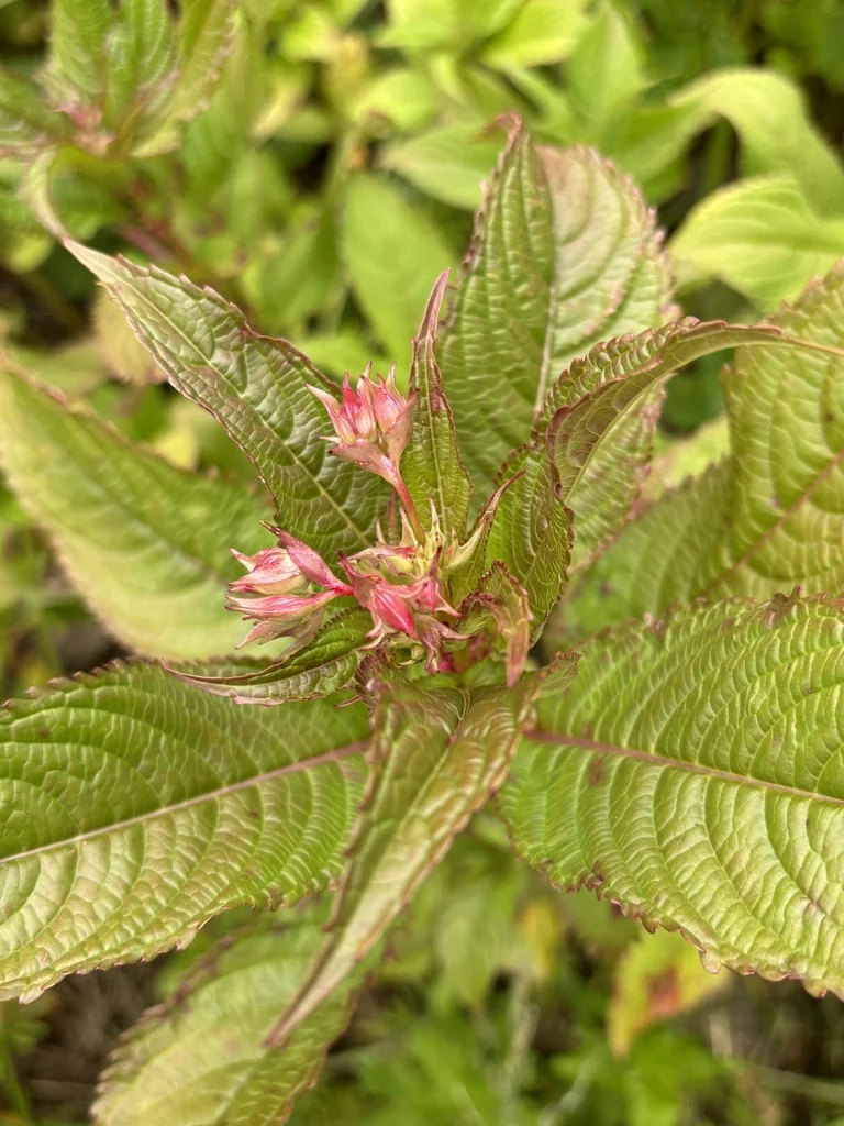 Weigela florida