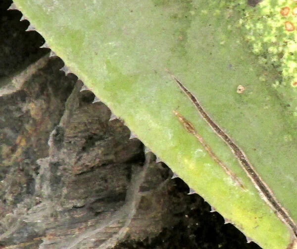 Agave Celsii