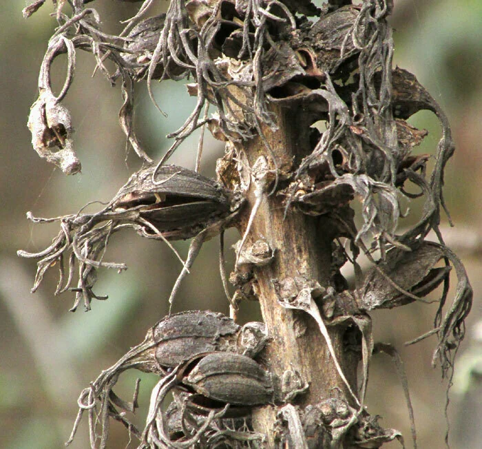 Agave Celsii